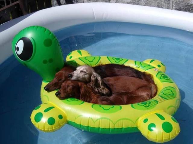 Poolside animal photograph